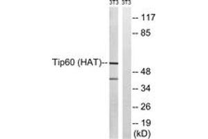 Western blot analysis of extracts from NIH-3T3 cells, treated with starved 24h, using Tip60 (Ab-90) Antibody. (KAT5 antibody  (AA 56-105))