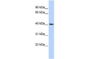 Western Blotting (WB) image for anti-Insulin Induced Gene 1 (INSIG1) antibody (ABIN2458473) (INSIG1 antibody)