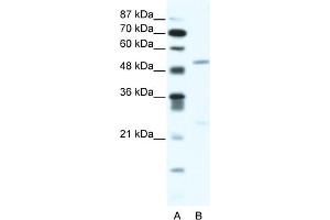 WB Suggested Anti-BRD9 Antibody Titration:  2. (BRD9 antibody  (N-Term))