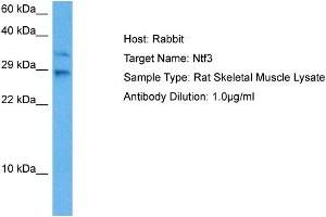 Host: Rat Target Name: NTF3 Sample Tissue: Rat Skeletal Muscle Antibody Dilution: 1ug/ml (Neurotrophin 3 antibody  (N-Term))