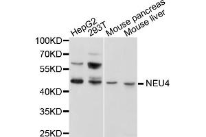 Western blot analysis of extracts of various cell lines, using NEU4 antibody (ABIN1876358) at 1:1000 dilution. (Sialidase 4 antibody)