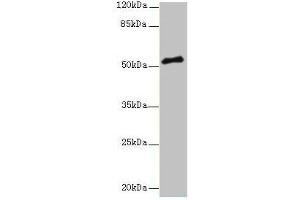 Western blot All lanes: PLXNA4 antibody at 3 μg/mL + A549 whole cell lysate Secondary Goat polyclonal to rabbit IgG at 1/10000 dilution Predicted band size: 213, 56, 59, 40 kDa Observed band size: 56 kDa (Plexin A4 antibody  (AA 24-522))