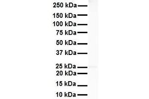 WB Suggested Anti-RNF2 antibody Titration: 1 ug/mL Sample Type: Human Heart (RNF2 antibody  (Middle Region))