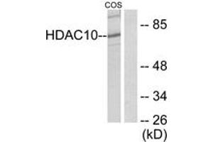 Western blot analysis of extracts from COS7 cells, using HDAC10 Antibody. (HDAC10 antibody  (AA 10-59))