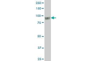 UBTF monoclonal antibody (M04), clone 2D8 Western Blot analysis of UBTF expression in HepG2 . (UBTF antibody  (AA 551-650))