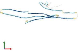 AlphaFold protein structure predicition of Human Recombinant CCDC39 Protein, UniprotID Q9UFE4 (CCDC39 Protein (AA 1-941) (His tag))