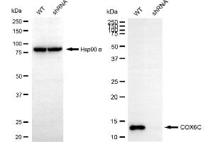 Western blotting analysis using COX6C antibody (ABIN7798249). (COX6C antibody)