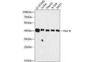 Western blot analysis of extracts of various cell lines using HLA-B Polyclonal Antibody at dilution of 1:3000. (HLA-B antibody)