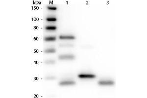 Western Blot of Anti-Chicken IgG (H&L) (RABBIT) Antibody. (Rabbit anti-Chicken IgG Antibody (DyLight 680) - Preadsorbed)