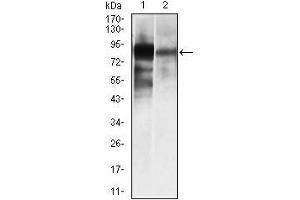 Western blot analysis using ALPL mouse mAb against HeLa (1), and NTERA-2 (4) cell lysate.