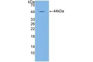 Detection of Recombinant APOC4, Mouse using Polyclonal Antibody to Apolipoprotein C4 (APOC4) (APOC4 antibody  (AA 28-124))