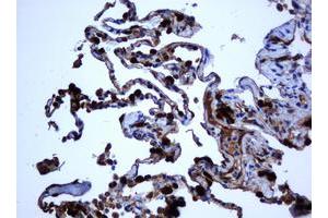 Image no. 1 for anti-Selenium Binding Protein 1 (SELENBP1) antibody (ABIN1500860) (SELENBP1 antibody)