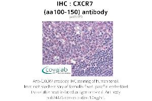 Image no. 1 for anti-Chemokine (C-X-C Motif) Receptor 7 (CXCR7) (AA 100-150) antibody (ABIN1733423) (CXCR7 antibody  (AA 100-150))