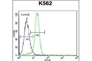 NLK- Antibody (Center) (ABIN652357 and ABIN2841643) flow cytometric analysis of K562 cells (right histogram) compared to a negative control cell (left histogram). (Nemo-Like Kinase antibody  (AA 275-300))