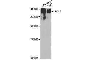 Western Blotting (WB) image for anti-Fatty Acid Synthase (FASN) (AA 2212-2511) antibody (ABIN3020991)