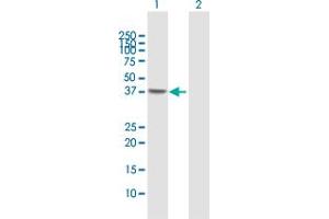 Western Blot analysis of NSDHL expression in transfected 293T cell line by NSDHL MaxPab polyclonal antibody.