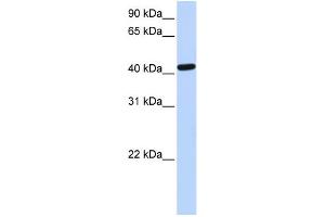 WB Suggested Anti-TARDBP Antibody Titration: 0. (TARDBP antibody  (N-Term))