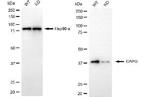 Western blotting analysis using CAPG antibody (ABIN7797864). (Recombinant CAPG antibody)