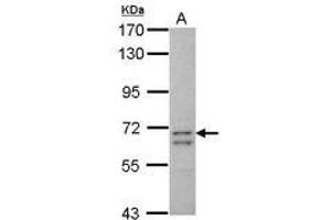 Image no. 2 for anti-Coiled-Coil Domain Containing 37 (CCDC37) (AA 1-141) antibody (ABIN1497123) (CCDC37 antibody  (AA 1-141))