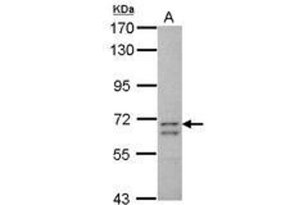 CCDC37 antibody  (AA 1-141)
