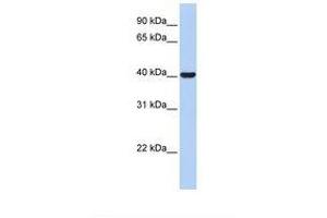 Image no. 1 for anti-Hydroxy-delta-5-Steroid Dehydrogenase, 3 beta- and Steroid delta-Isomerase 1 (HSD3B1) (N-Term) antibody (ABIN6738003) (HSD3B1 antibody  (N-Term))