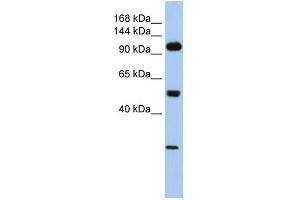 WB Suggested Anti-KL Antibody Titration: 0. (Klotho antibody  (Middle Region))