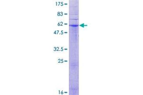 PAQR5 Protein (AA 1-330) (GST tag)