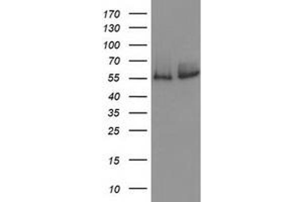 Catalase antibody