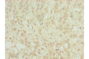 Immunohistochemistry of paraffin-embedded human adrenal gland tissue using ABIN7158923 at dilution of 1:100