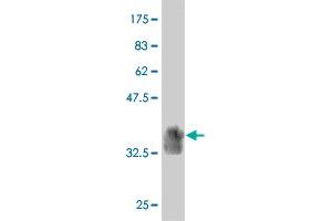 Western Blot detection against Immunogen (37. (SIGLEC10 antibody  (AA 589-696))