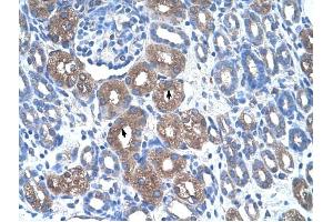 ASS1 antibody was used for immunohistochemistry at a concentration of 4-8 ug/ml to stain Epithelial cells of renal tubule (arrows) in Human Kidney.