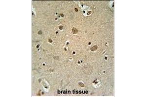 TRIM50 Antibody (C-term) (ABIN651824 and ABIN2840415) immunohistochemistry analysis in formalin fixed and paraffin embedded human brain tissue followed by peroxidase conjugation of the secondary antibody and DAB staining. (TRIM50 antibody  (C-Term))