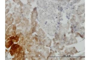Immunoperoxidase of monoclonal antibody to GDF11 on formalin-fixed paraffin-embedded human pancreas. (GDF11 antibody  (AA 310-407))
