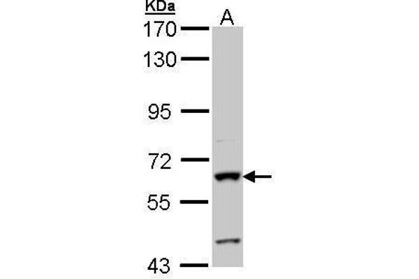Intestinal Alkaline Phosphatase anticorps