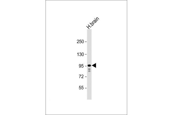 GRIA4 anticorps  (AA 296-325)