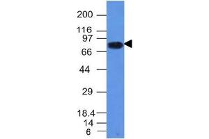 Western Blot Analysis of Daudi cell lysate using CD86 Mouse Monoclonal Antibody (C86/1146). (CD86 antibody)