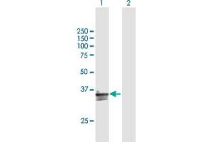 Western Blot analysis of CD300A expression in transfected 293T cell line by CD300A MaxPab polyclonal antibody. (CD300a antibody  (AA 1-299))