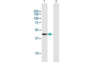 Western Blot analysis of BCKDK expression in transfected 293T cell line by BCKDK MaxPab polyclonal antibody. (BCKDK antibody  (AA 1-412))