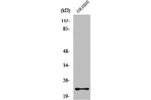 Western Blot analysis of A549 cells using Rho D Polyclonal Antibody (RHOD antibody  (Internal Region))