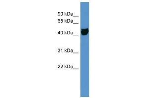 OR1S1 antibody used at 0. (OR1S1 antibody  (C-Term))