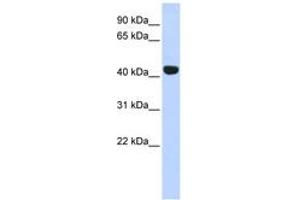 Image no. 1 for anti-Egl-9 Family Hypoxia Inducible Factor 2 (EGLN2) (C-Term) antibody (ABIN6742905) (PHD1 antibody  (C-Term))