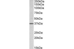 Western Blotting (WB) image for anti-Transcription Factor B2, Mitochondrial (TFB2M) (Internal Region) antibody (ABIN2464480)