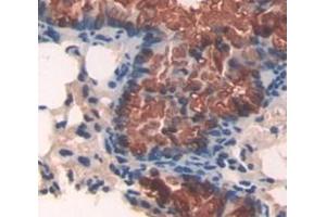 Figure. (APAF1 antibody  (AA 872-1135))