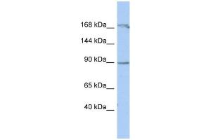 WB Suggested Anti-NARG1 Antibody Titration:  0. (NAA15 antibody  (Middle Region))