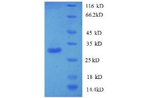 SDS-PAGE (SDS) image for phosphatidylserine Synthase 1 (PTDSS1) (AA 1-35), (partial) protein (GST tag) (ABIN1047517)