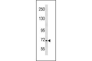INTS9 Antibody (C-term) (ABIN1881462 and ABIN2843278) western blot analysis in K562 cell line lysates (35 μg/lane). (INTS9 antibody  (C-Term))