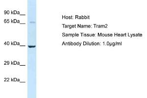 Host: Rabbit Target Name: Tram2 Sample Type: Mouse Heart lysates Antibody Dilution: 1. (TRAM2 antibody  (C-Term))