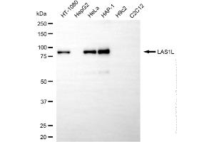 anti-LAS1-Like (LAS1L) antibody