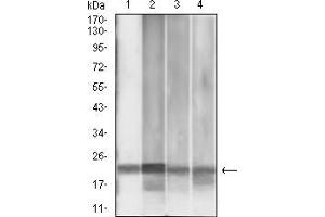Western blot analysis using MGMT mouse mAb against MCF-7 (1), Jurkat (2), HepG2 (3), and PC-3 (4) cell lysate.