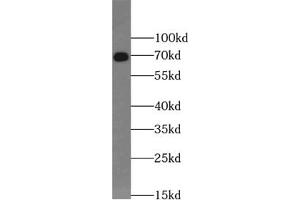 Western blot analysis of HepG2 cells subjected to SDS PAGE using VANGL2 antibody (1/1000).